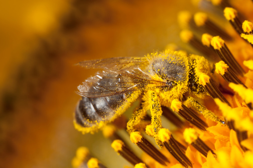 Pollen grains caosing pollen allergy called hay fever