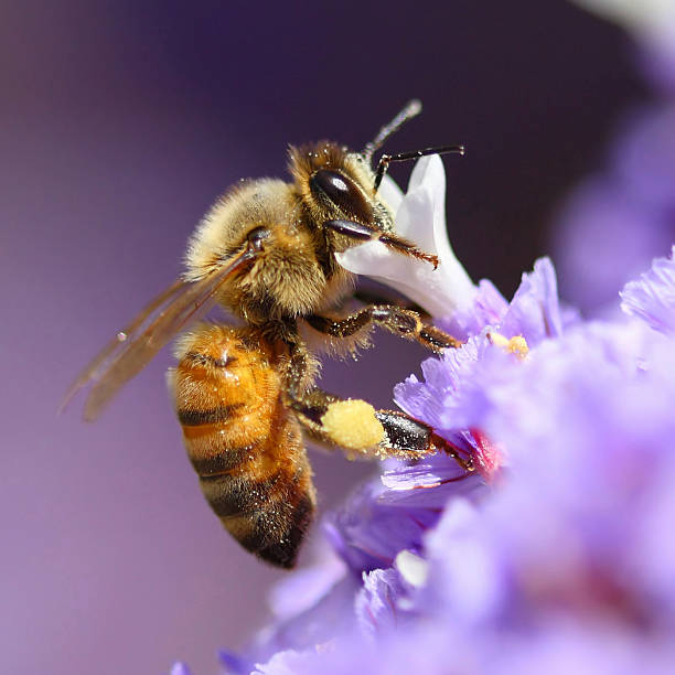 Bee pollinating purple flower  pollination stock pictures, royalty-free photos & images