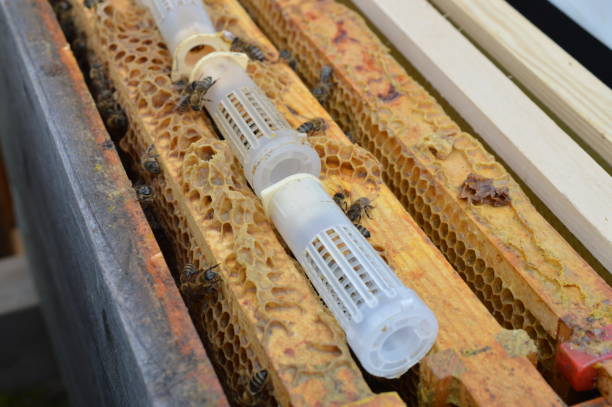 bee queen breeding in artificial queen cells stock photo