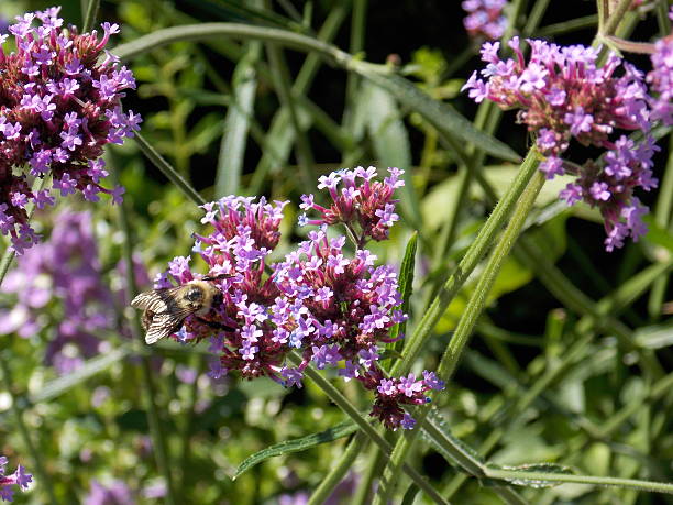 Bee Sits on Tiny Purple Flowers stock photo