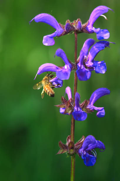 Bee sucks nectar from common salvia flower stock photo