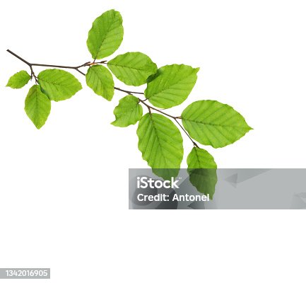 istock Beech branch with fresh green leaves isolated on white background. 1342016905