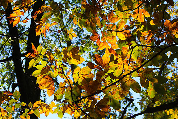 Beech Tree Leaves in Fall stock photo