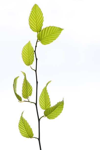 beech twig in spring foliage stock photo