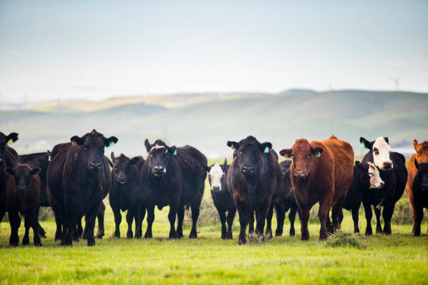 Beef Cattle Open Range on Large Ranch Grass-fed beef cattle roaming on a large ranch in the Central Valley, California beef cattle stock pictures, royalty-free photos & images