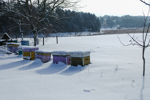 Beehives under the snow in an apiary near the forest on a sunny winter morning in Ukraine. Organic honey concept. Copy space.