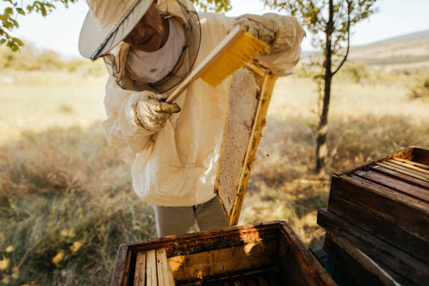 Beekeeper checking his beehives Photo of a beekeeper in apiary, checking his beehives homegrown produce photos stock pictures, royalty-free photos & images