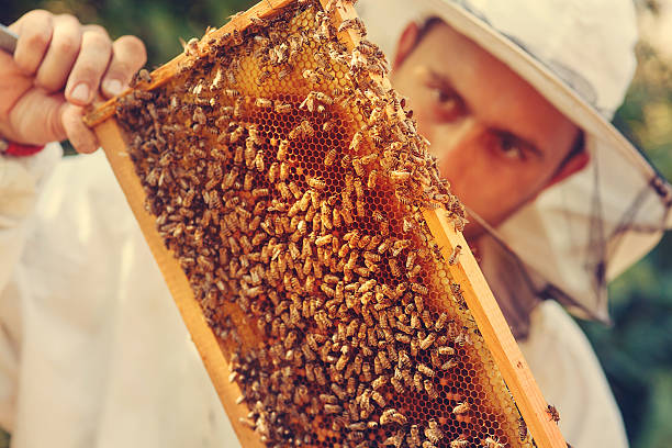 Beekeeper collecting honey selective focus on a honeycomb and be stock photo