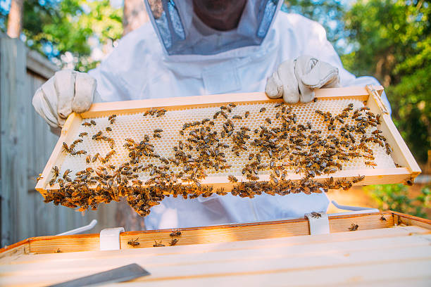 Beekeeper stock photo