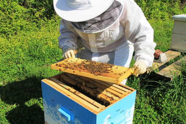 Beekeeper Tending to their Bees stock photo