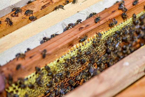 Beekeeping in nature stock photo