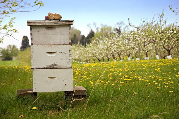Beekeeping with Blooming Apple Trees in Background stock photo