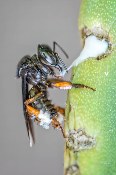 Bees collecting cactus sap. stock photo