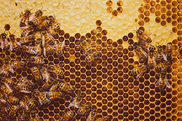 Bees feeding cells with honey honeycomb stock photo