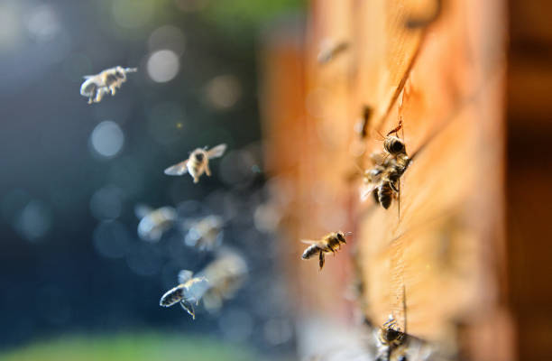 Bees flying around beehive. Beekeeping concept. stock photo