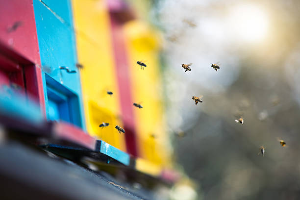 Photo of Bees Flying To The Hive