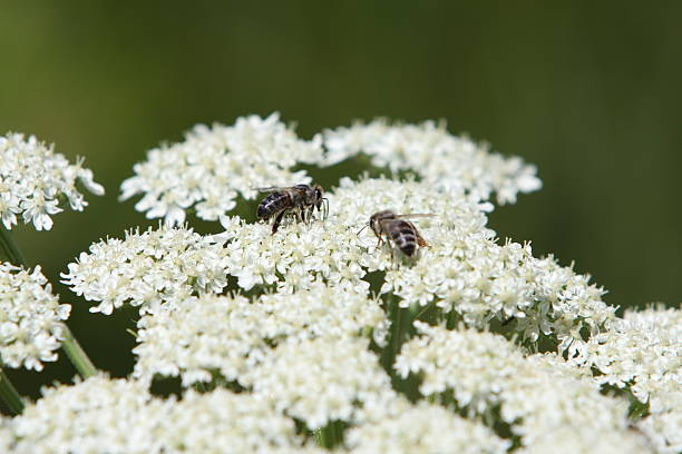 Bees on a Flower stock photo