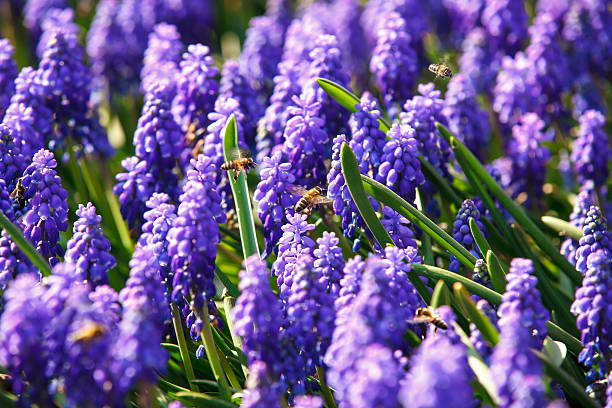 Bees on muscari spring flowers stock photo