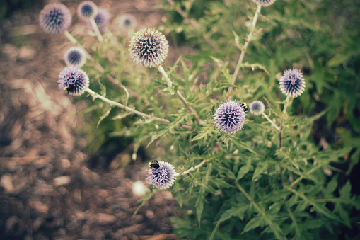 Bees perched on purple globe thistle flowers growing alongside a path