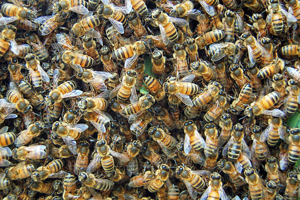 Bees  swarm of insects stock pictures, royalty-free photos & images