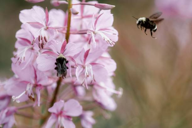 Bees pollinating flowers Summer bees pollinating flowers michelle tresemer stock pictures, royalty-free photos & images