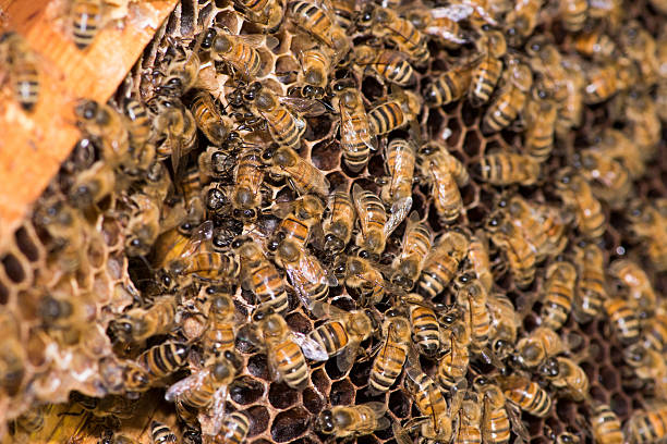 bees working in their hive stock photo