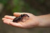 The child is holding a stag beetle. Beetle in the palm of your hand. beetles of the red book.