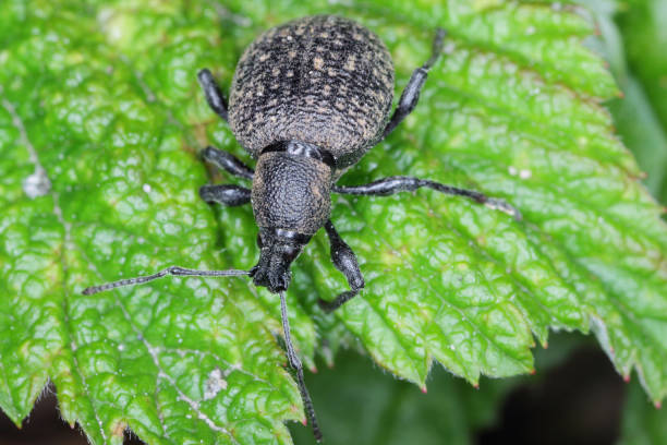 Beetle of Otiorhynchus (sometimes Otiorrhynchus) on conifers. Many of them e.i. black vine weevil (O. sulcatus) or strawberry root weevil (O. ovatus) are important pests. stock photo