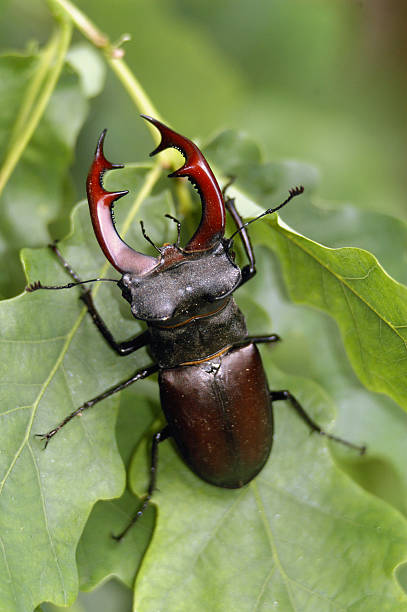 Beetle stock photo