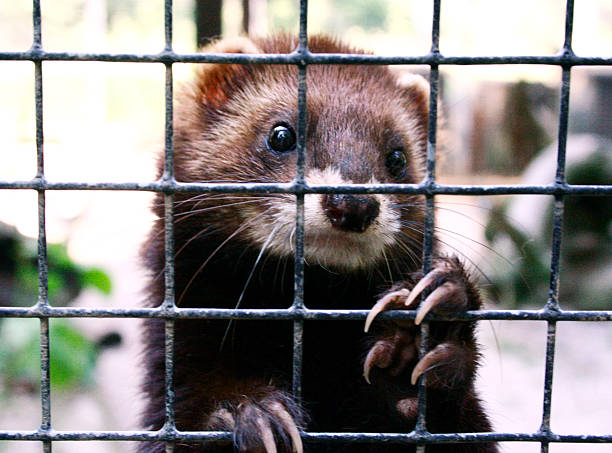 behind bars Ferrets, caught animals in captivity stock pictures, royalty-free photos & images