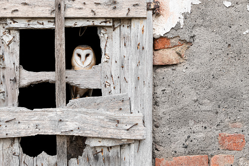 The amazing Barn owl at window!