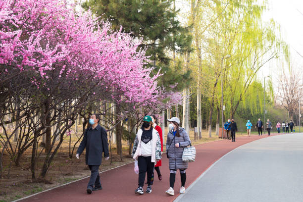 beijing citizens wear protective masks enjoy spring in Olympic Forest Park after two months lockdown stock photo