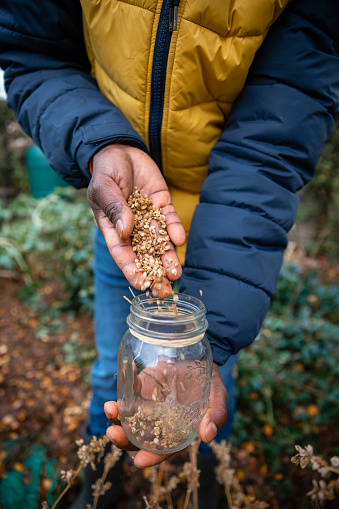 High angle close up view of a male volunteer harvesting the seeds from a atriplex hortensis (orache red) crop, dropping them into a glass jar while working outdoors on a community farm. The farm is sustainable and environmentally friendly in the North East of England.