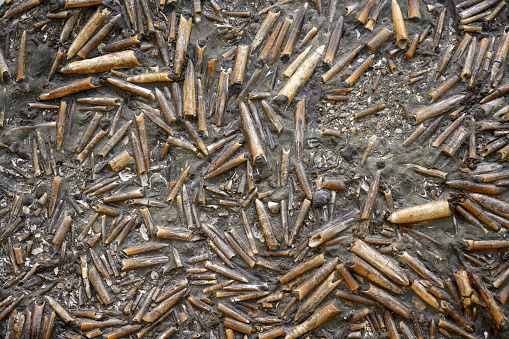 Belemnites fossil in ground, extinct animals that lived in Jurassic and Triassic seas. Cephalopod graveyard, many fossils by prehistoric era. Concept of paleontology, mass death and Mesozoic fossils.