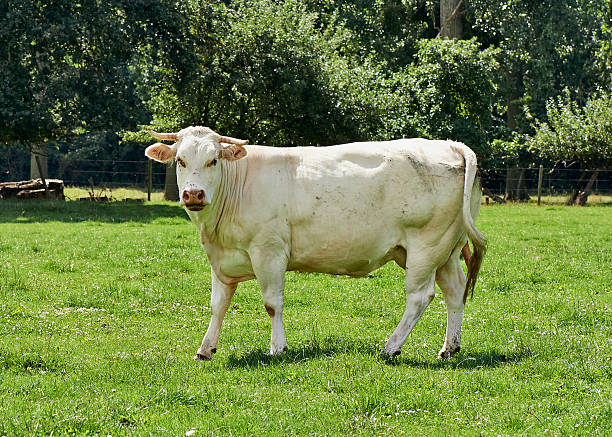 Belgian cow in a typical belgian setting Belgian cow in a typical belgian setting belgian culture stock pictures, royalty-free photos & images