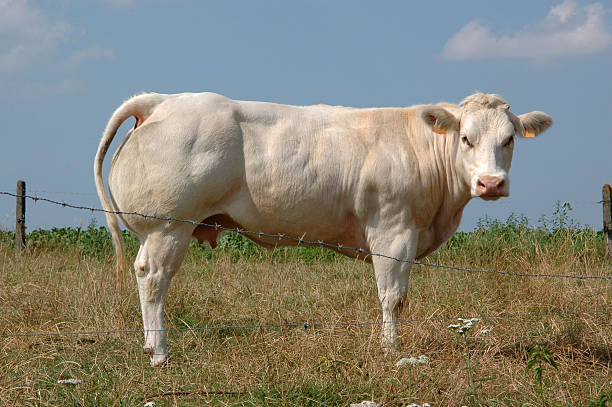 Belgian Cow  belgian culture stock pictures, royalty-free photos & images