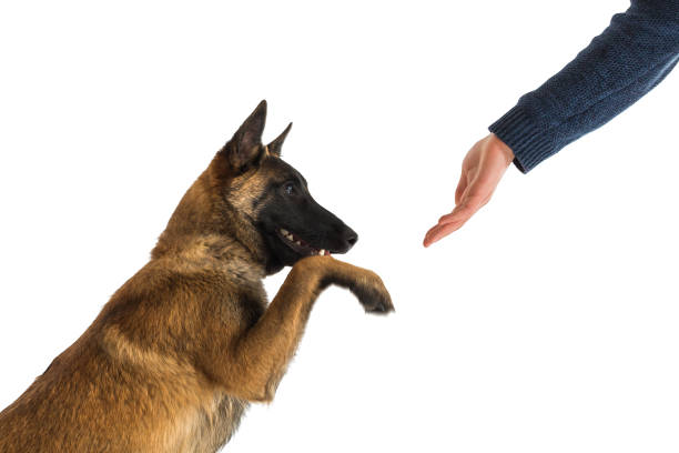 Belgian Malinois Isolated shake on white background One young male Belgian Malinois puppy isolated on a white background giving paw to outstretched hand belgian culture stock pictures, royalty-free photos & images