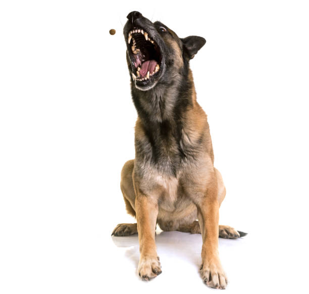 belgian shepherd malinois belgian shepherd malinois in front of white background guard dog stock pictures, royalty-free photos & images