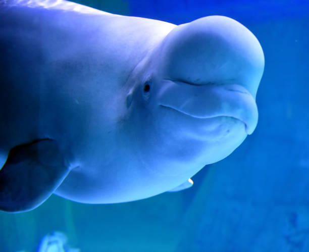 beluga beluga beluga whale stock pictures, royalty-free photos & images