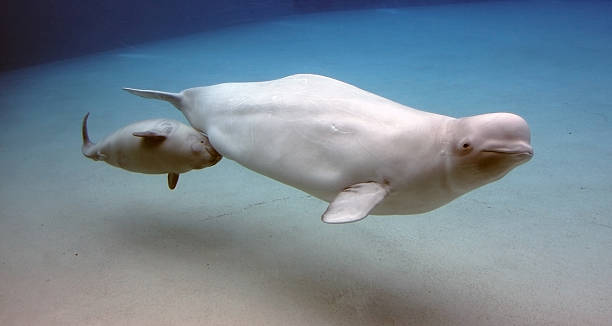 Beluga Whale and baby beluga whale feeding a baby whale beluga whale stock pictures, royalty-free photos & images