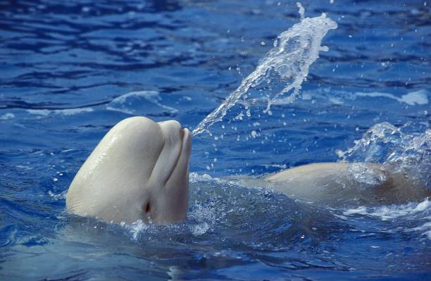 béluga ou baleine blanche, delphinapterus leucas, eau éclaboussante adulte - beluga photos et images de collection