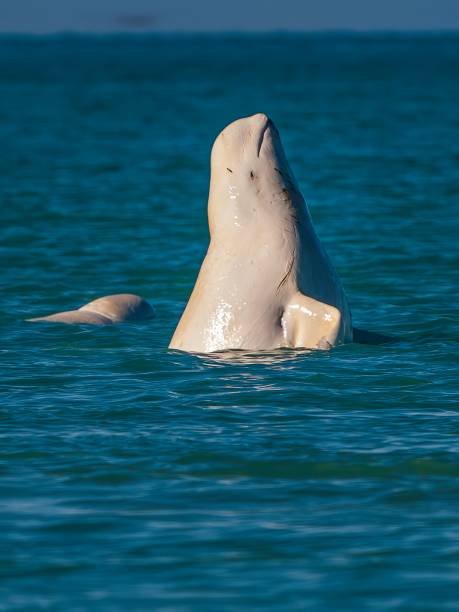 Beluga Whale or White Whale, Delphinapterus leucas, Cunningham Inlet, Somerset Island, Nunavut, Canada, Canadian Arctic Archipelago,  Monodontidae Beluga Whale or White Whale, Delphinapterus leucas, Cunningham Inlet, Somerset Island, Nunavut, Canada, Canadian Arctic Archipelago,  Monodontidae beluga whale stock pictures, royalty-free photos & images