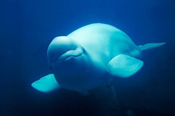 Beluga whale or White Whale, delphinapterus leucas stock photo