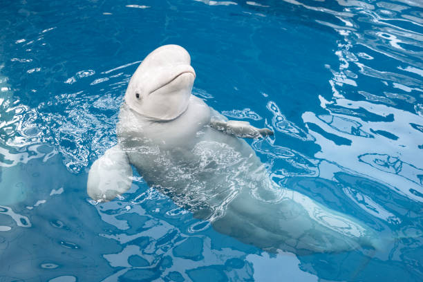 Beluga Whale Beluga Whale, Whale, White Whale, Underwater beluga whale stock pictures, royalty-free photos & images