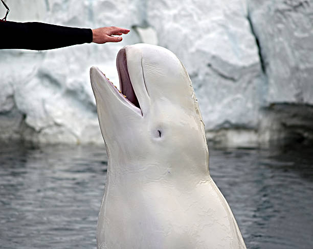 bélouga - beluga photos et images de collection
