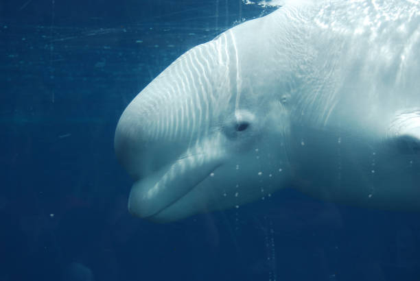 Beluga Whale Swimming Underwater Great look at the profile of a beluga whale underwater. beluga whale stock pictures, royalty-free photos & images