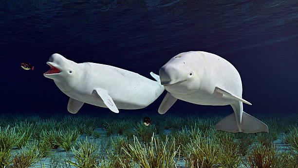 Beluga whales and sea anemones Computer generated 3D illustration with Beluga whales and sea anemones beluga whale stock pictures, royalty-free photos & images