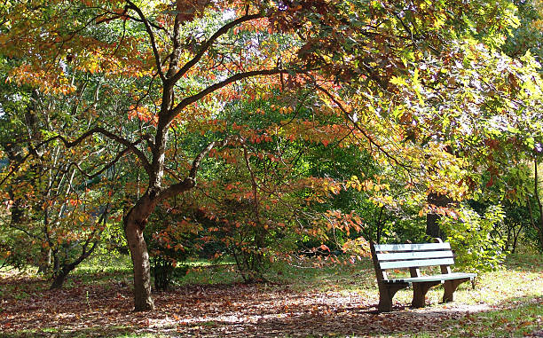 Bench Heaven 3  arboretum stock pictures, royalty-free photos & images