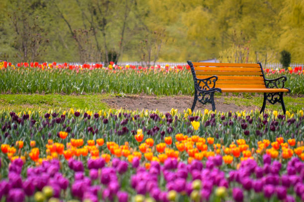 A bench in the midst of World's second largest Tulip Garden in Kashmir A bench in the midst of World's second largest Tulip Garden in Kashmir jammu and kashmir stock pictures, royalty-free photos & images