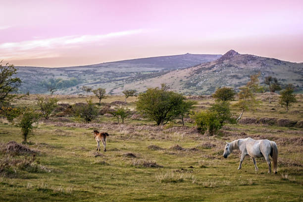 Bench Tor Dartmoor Pony and Foal at the base of Bench Tor, Dartmoor Devon outcrop stock pictures, royalty-free photos & images